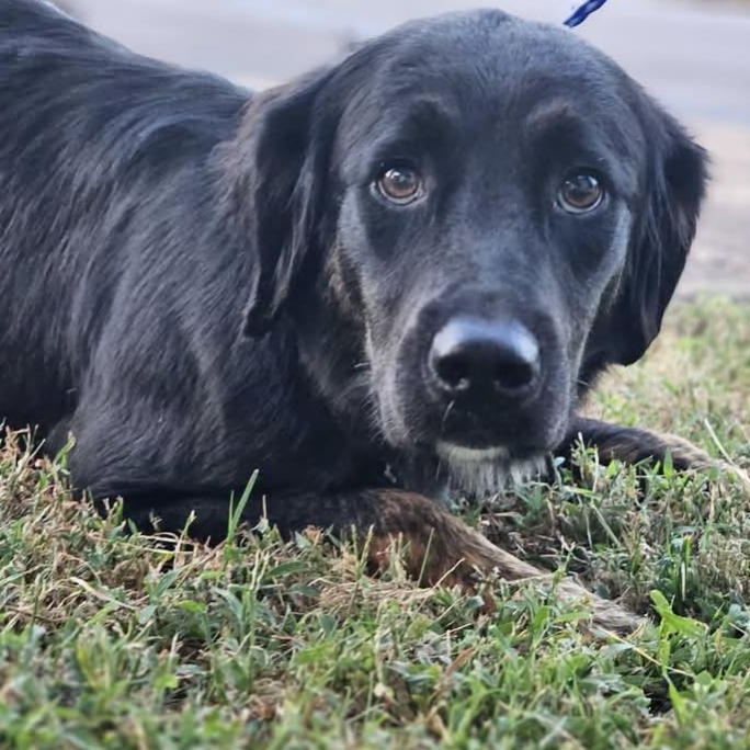 Enlarge Temperance, a Adoptable mixed breed in Fort Payne, AL image 1/1