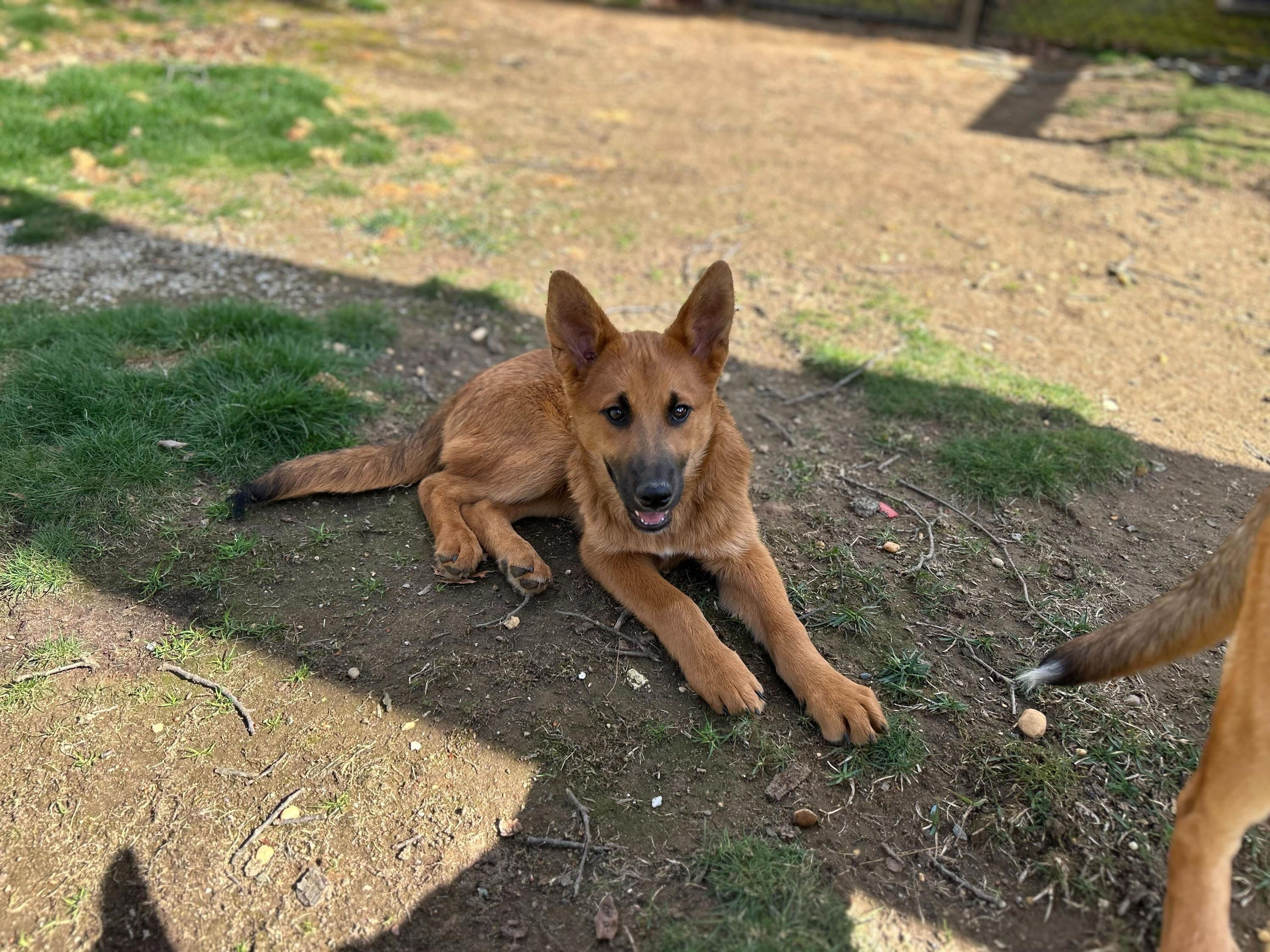 Enlarge Fiction, a Adoptable mixed breed in Hasbrouck Heights , NJ image 6/6