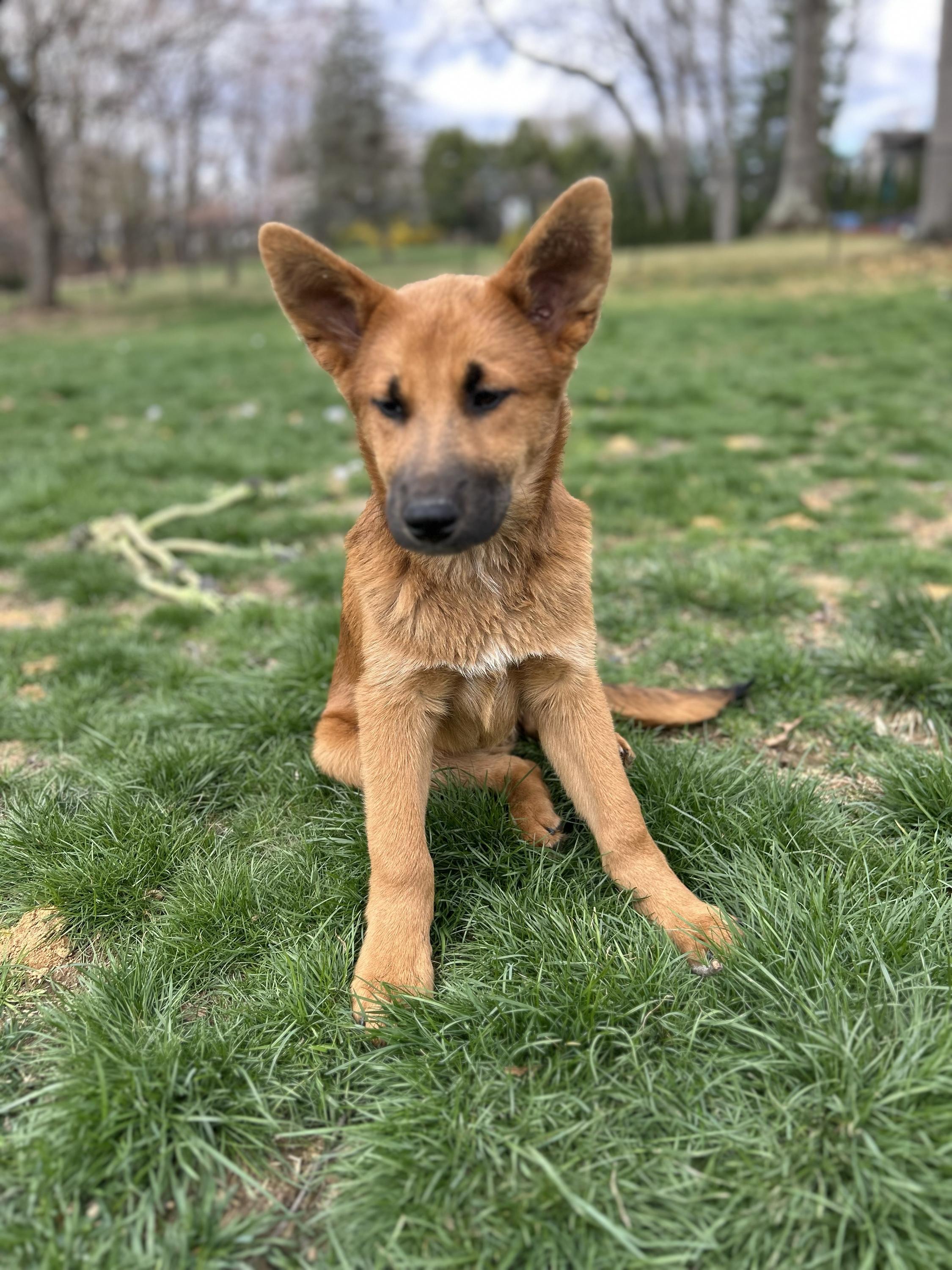 Enlarge Fiction, a Adoptable mixed breed in Hasbrouck Heights , NJ image 1/6