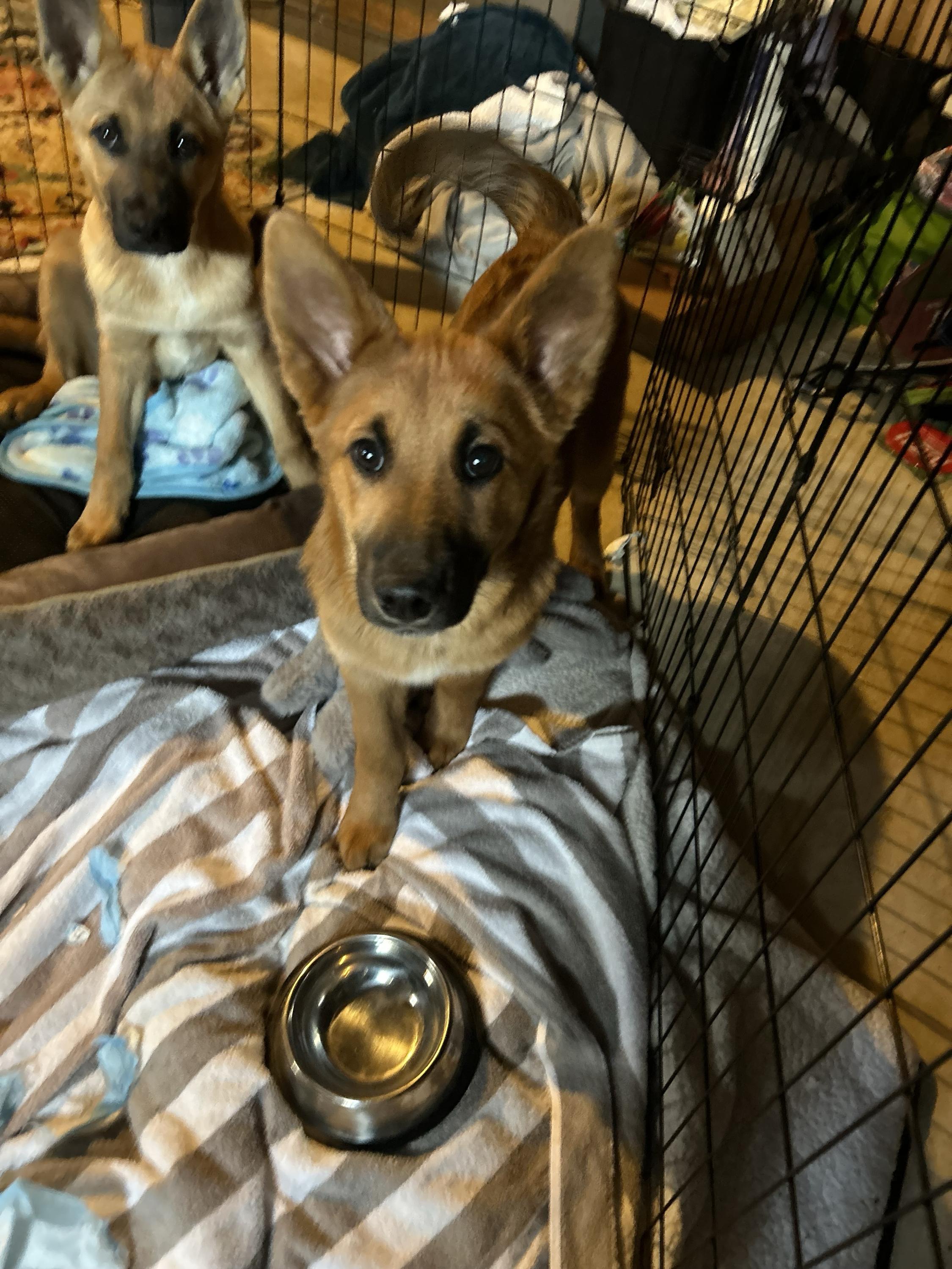 Enlarge Fiction, a Adoptable mixed breed in Hasbrouck Heights , NJ image 2/6