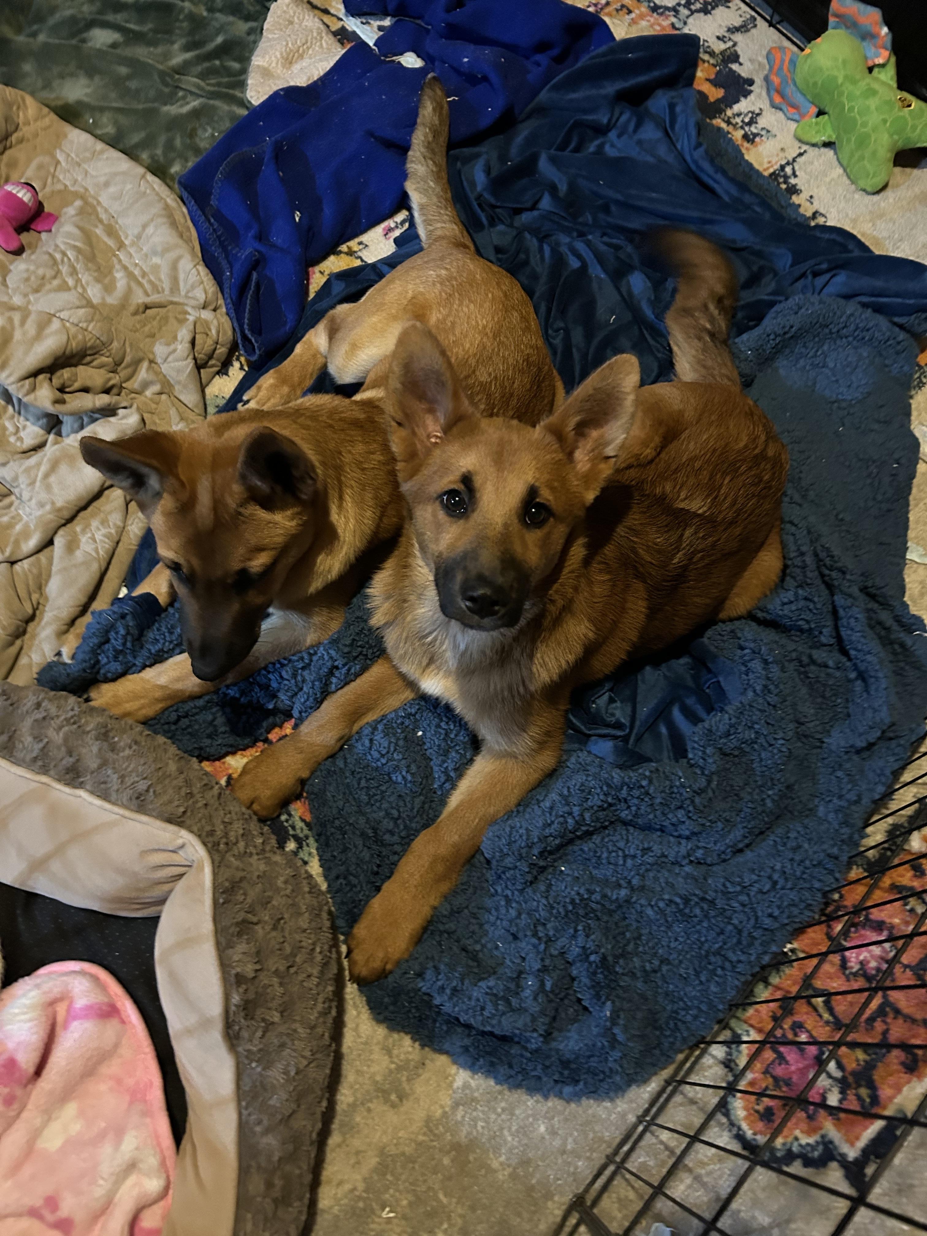 Enlarge Fiction, a Adoptable mixed breed in Hasbrouck Heights , NJ image 4/6