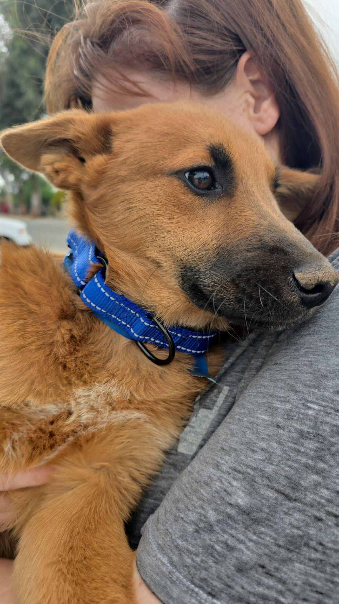 Enlarge Fiction, a Adoptable mixed breed in Hasbrouck Heights , NJ image 3/6