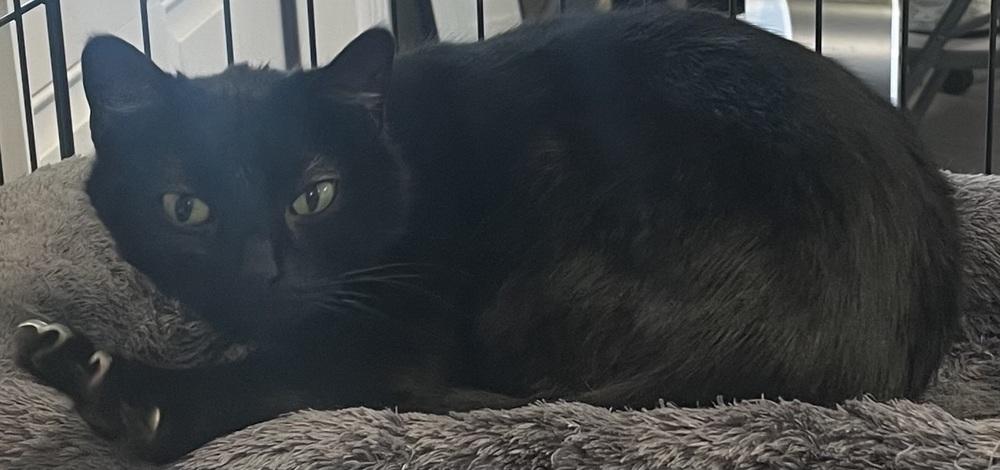 BELLA, Adoptable, Adult Female Domestic Short Hair.