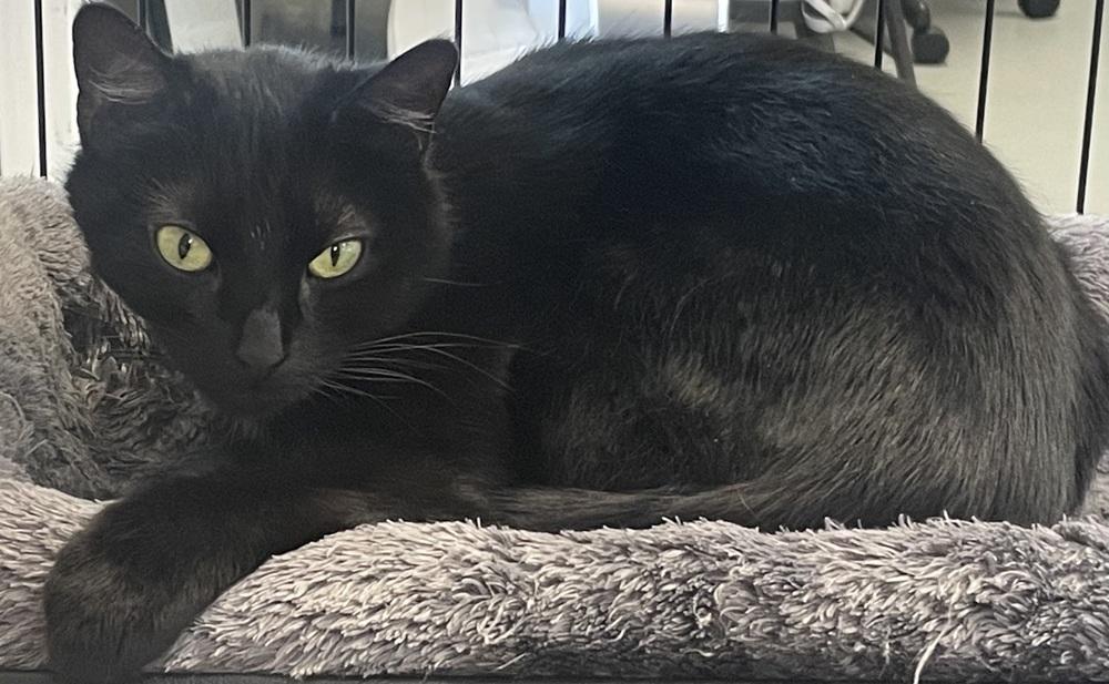 Enlarge BELLA, a Adoptable mixed breed in Southbury, CT image 2/5