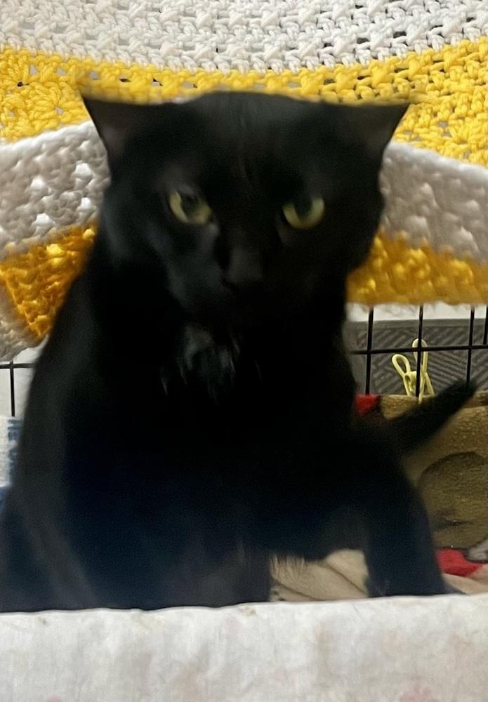 BELLA, Adoptable, Adult Female Domestic Short Hair.