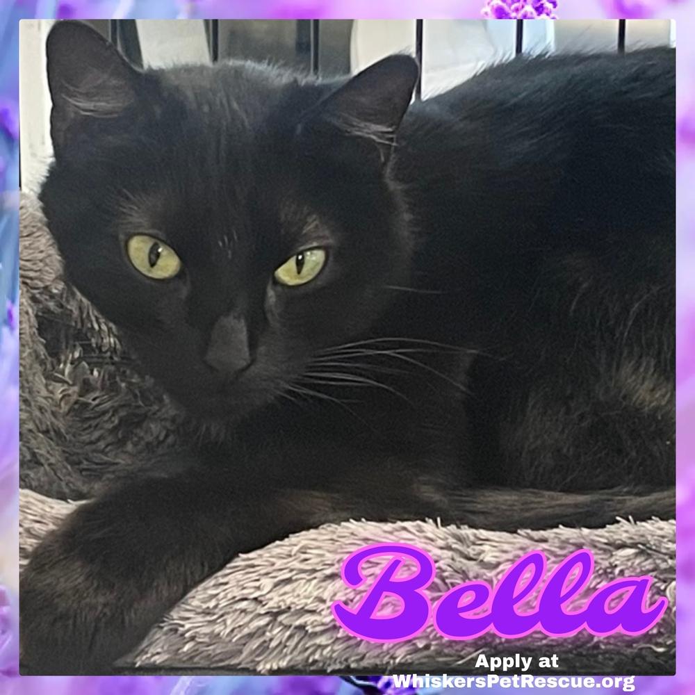 Enlarge BELLA, a Adoptable mixed breed in Southbury, CT image 3/5