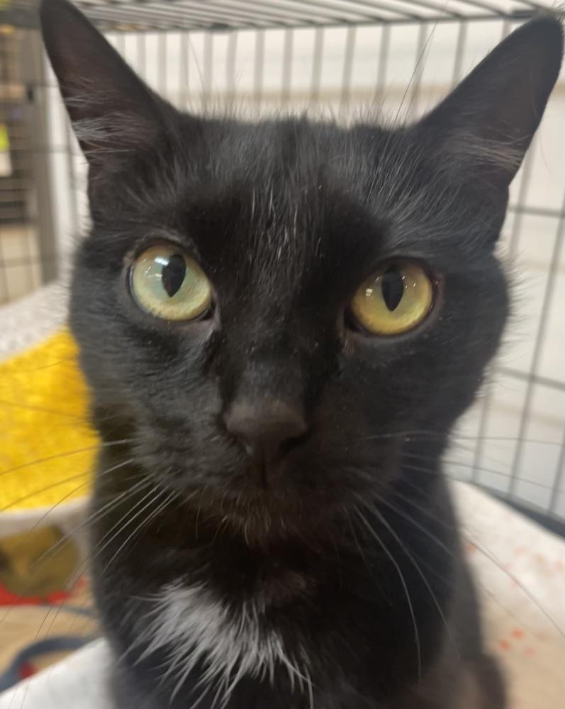 BELLA, a Adoptable mixed breed in Southbury, CT image 2/5