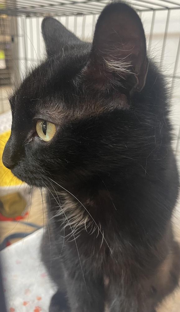 BELLA, a Adoptable mixed breed in Southbury, CT image 3/5