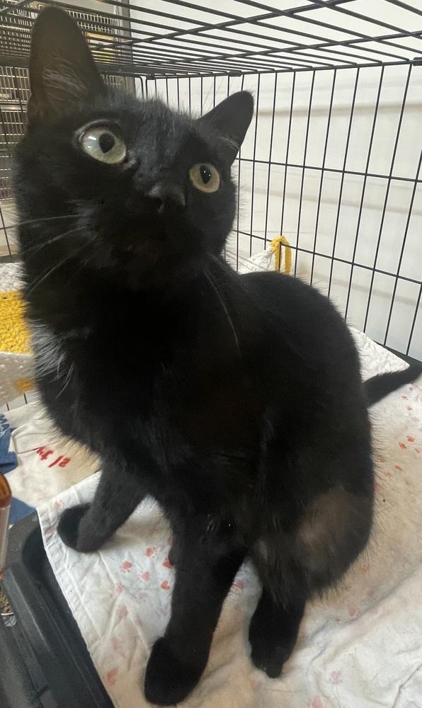 BELLA, a Adoptable mixed breed in Southbury, CT image 4/5