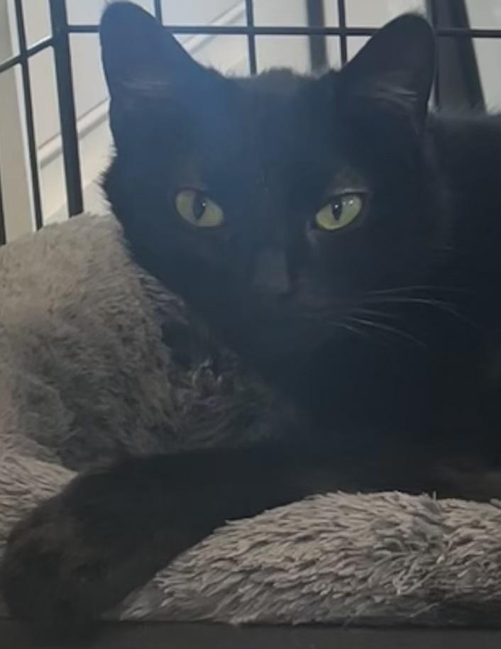 Enlarge BELLA, a Adoptable mixed breed in Southbury, CT image 5/5