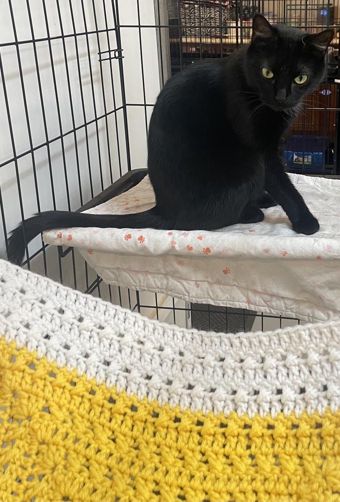 BELLA, a Adoptable mixed breed in Southbury, CT image 5/5