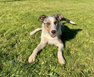 Scout, ADOPTABLE, Adult Male Australian Shepherd.