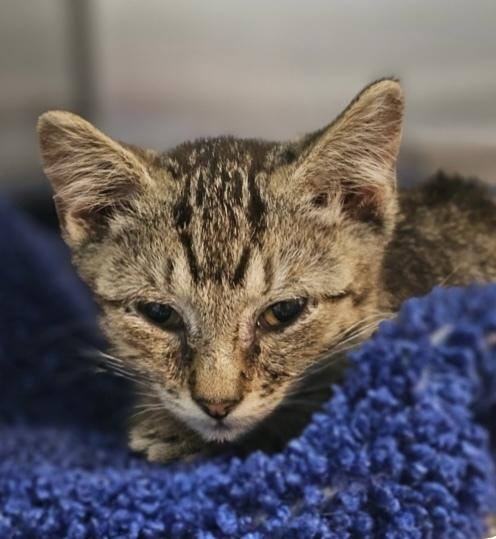 Enlarge Mayzie, a Adoptable Domestic Short Hair in Fort Madison, IA image 1/1