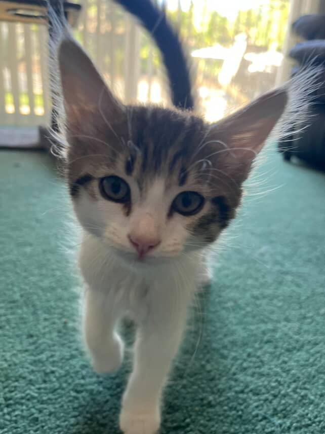 Enlarge Jelly, a Adoptable Domestic Medium Hair in Torrance, CA image 3/4