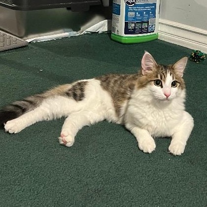 Enlarge Jelly, a Adoptable Domestic Medium Hair in Torrance, CA image 2/4