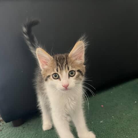 Enlarge Jelly, a Adoptable Domestic Medium Hair in Torrance, CA image 4/4