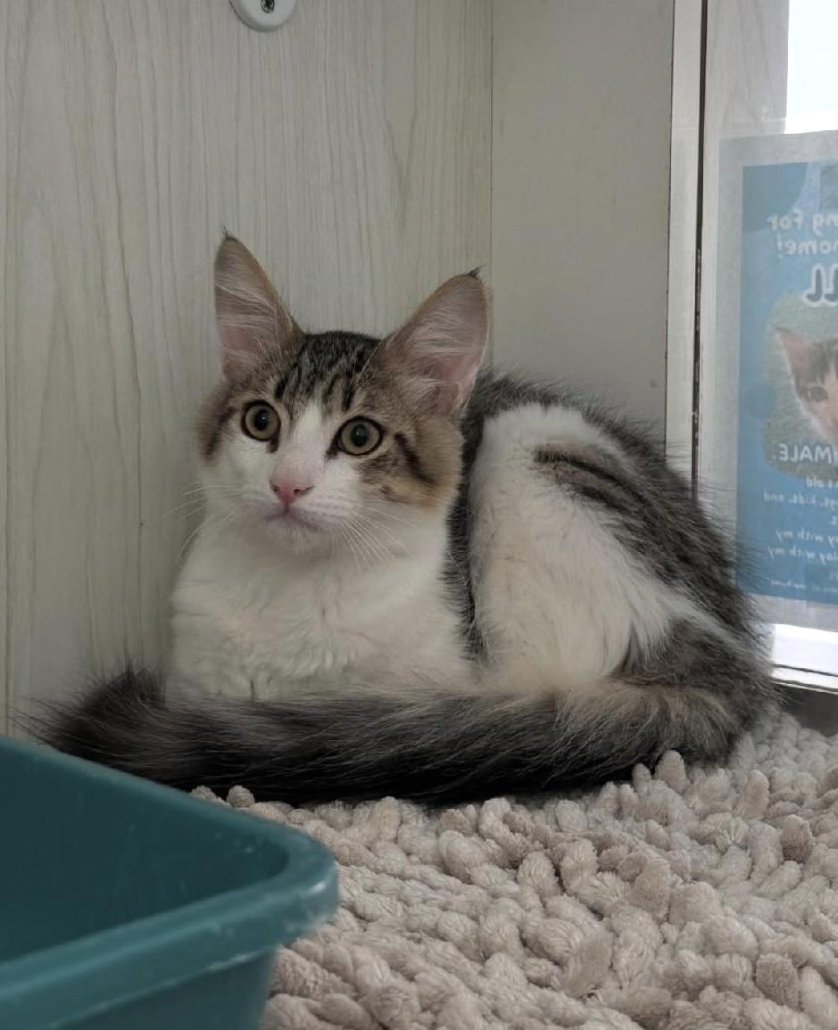 Enlarge Jelly, a Adoptable Domestic Medium Hair in Torrance, CA image 1/4