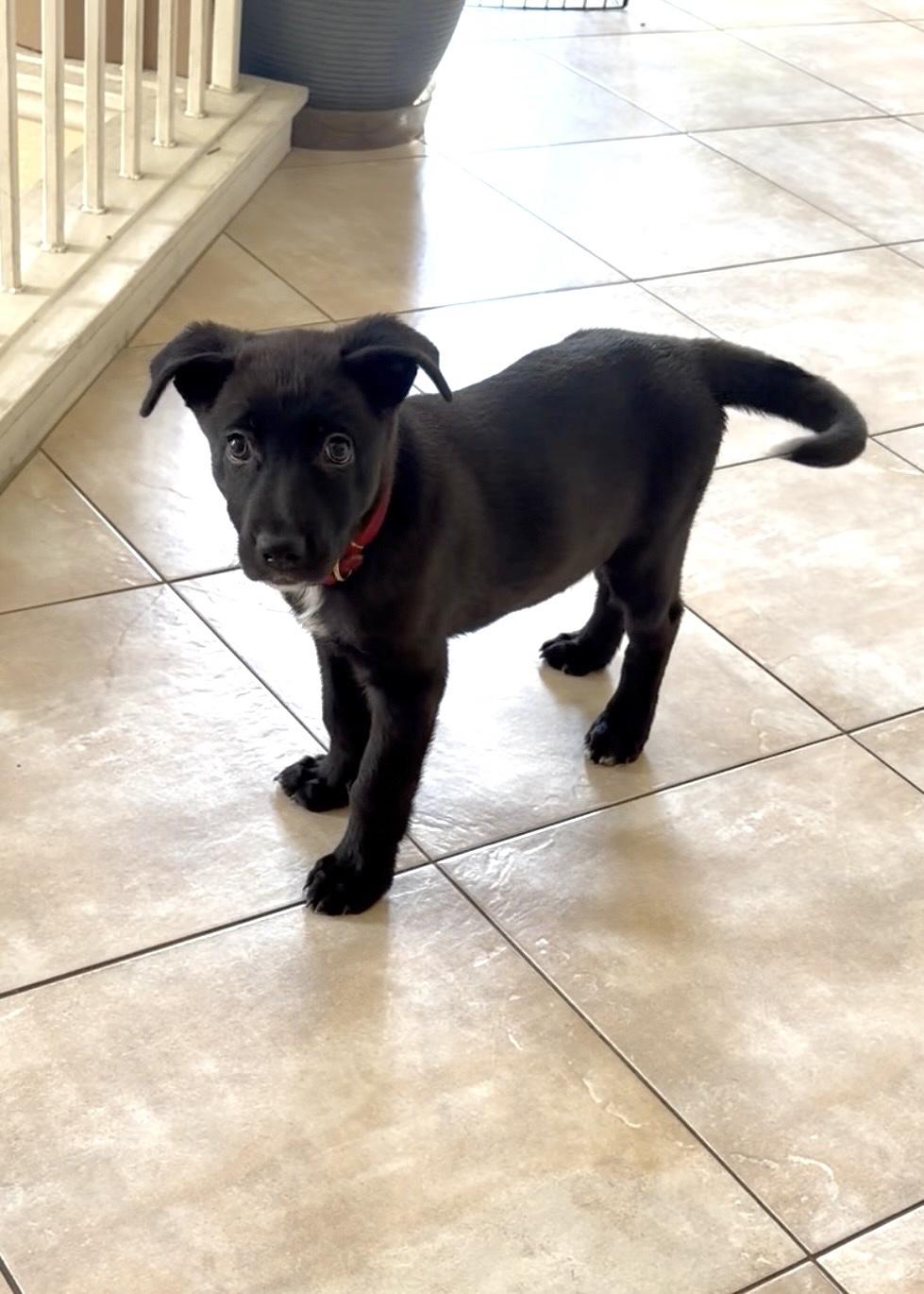 Enlarge MOXIE, a Adopted mixed breed in Irvine, CA image 4/6