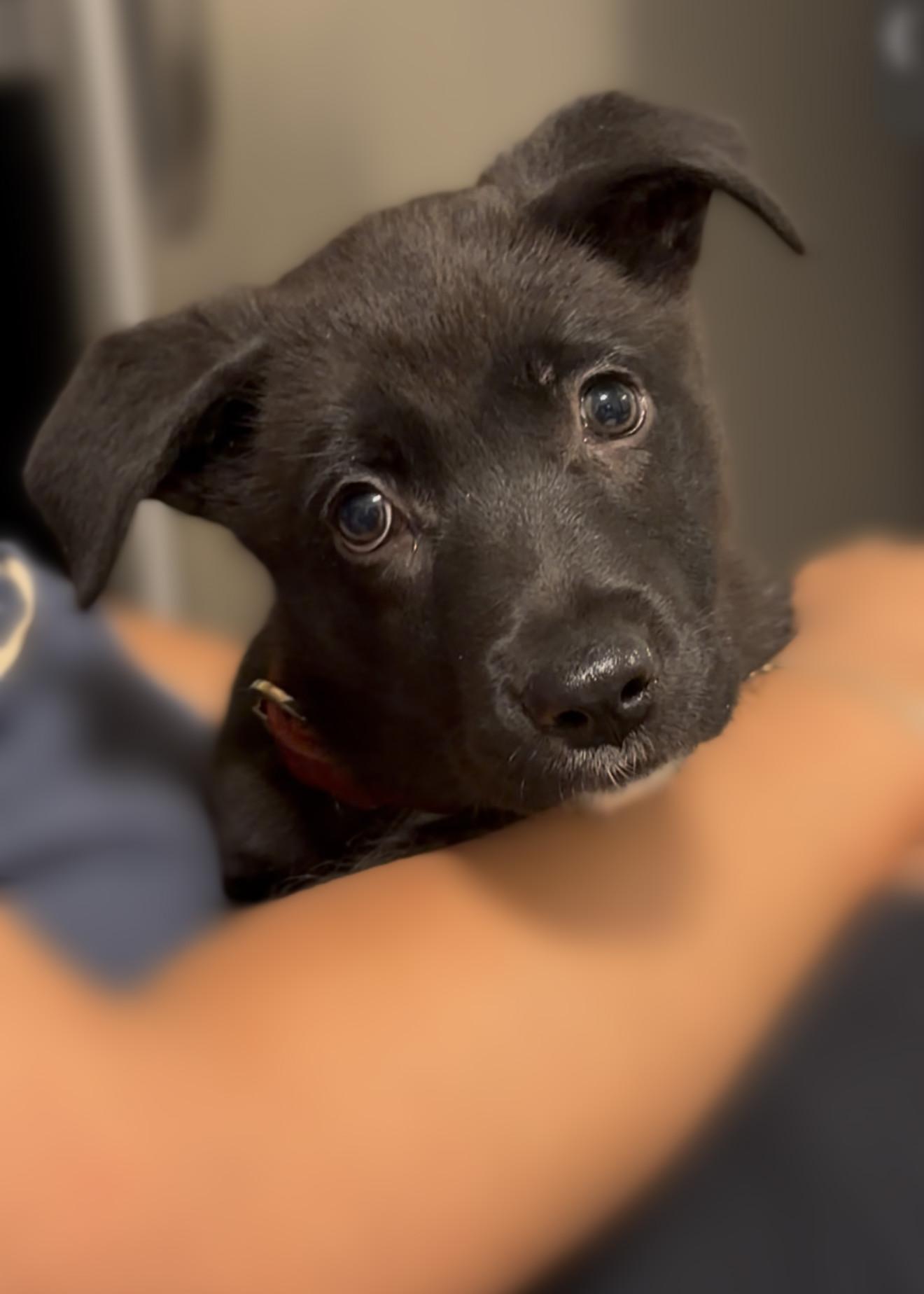Enlarge MOXIE, a Adopted mixed breed in Irvine, CA image 5/6