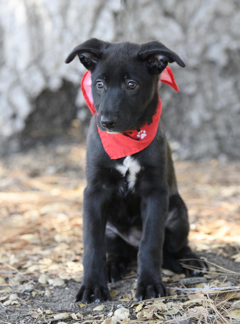 Enlarge MOXIE, a Adopted mixed breed in Irvine, CA image 3/6