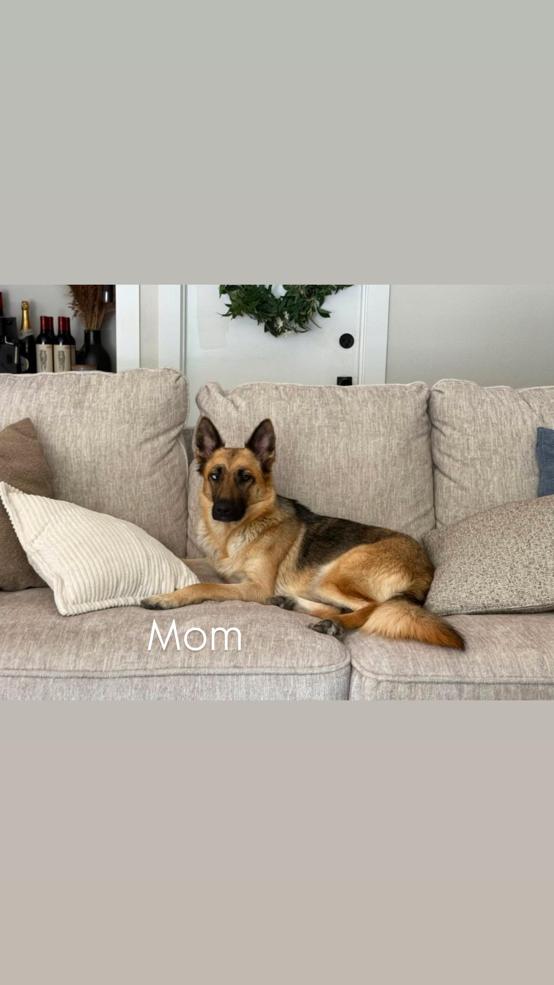 Enlarge MOXIE, a Adopted mixed breed in Irvine, CA image 6/6