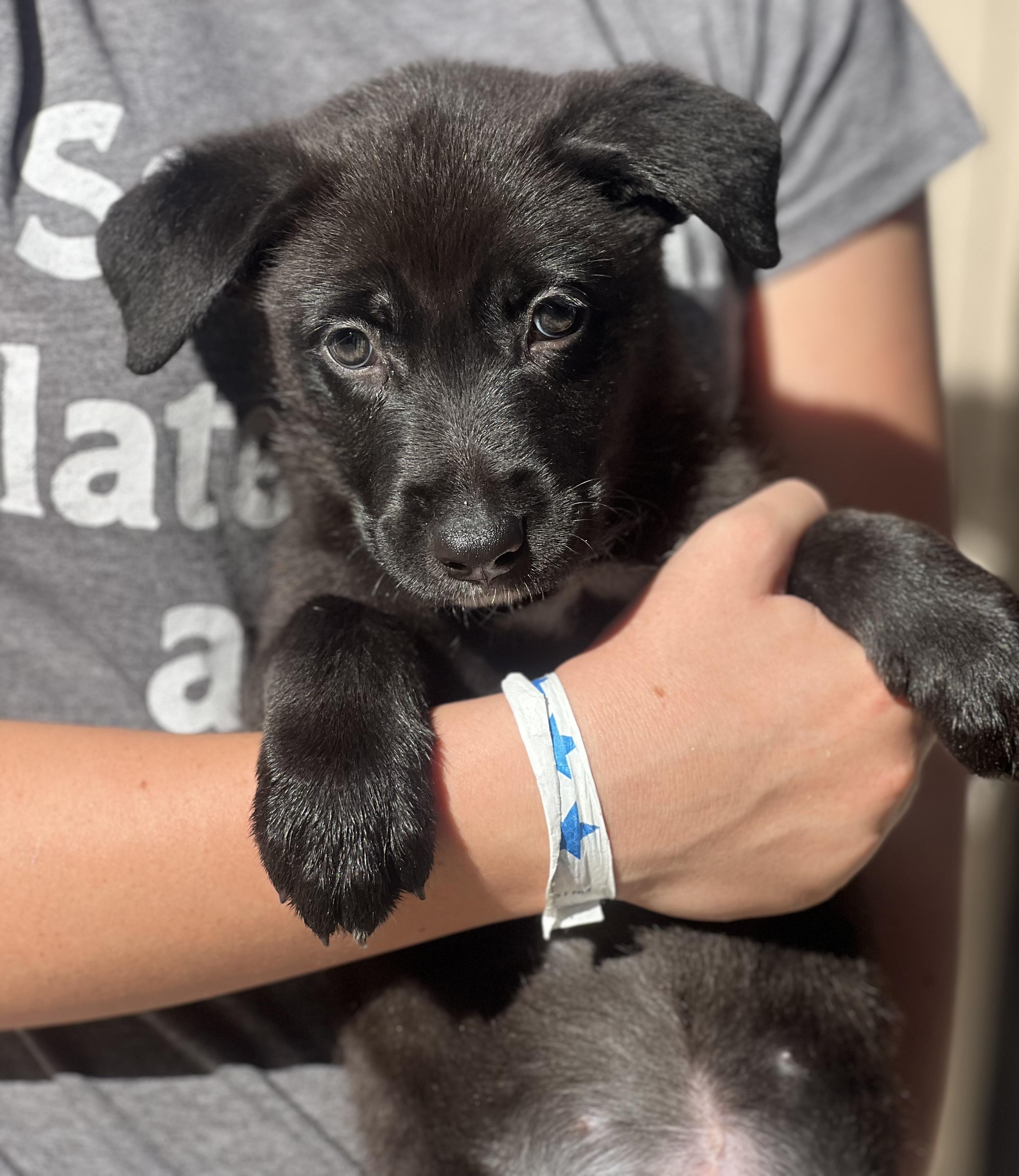 Enlarge MOXIE, a Adopted mixed breed in Irvine, CA image 2/6