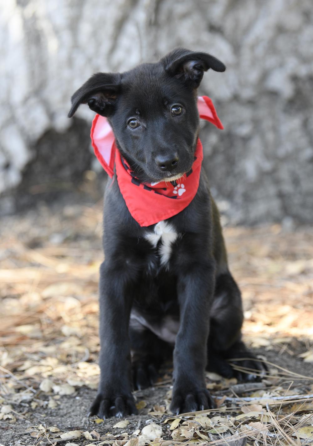 MOXIE, Adopted, Puppy Female German Shepherd Dog.
