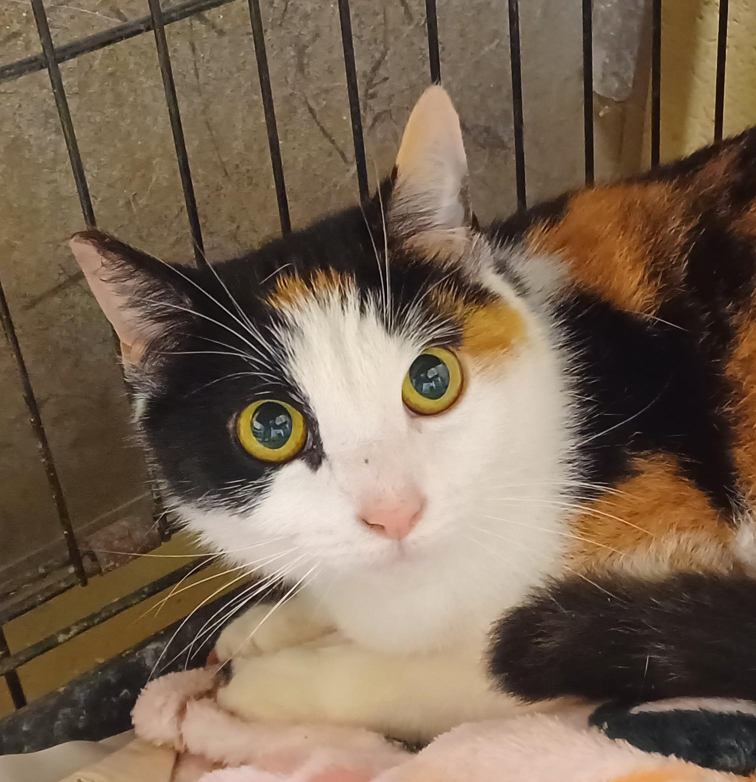 Enlarge Snickers, a ADOPTABLE mixed breed in Kensington, CT image 1/1