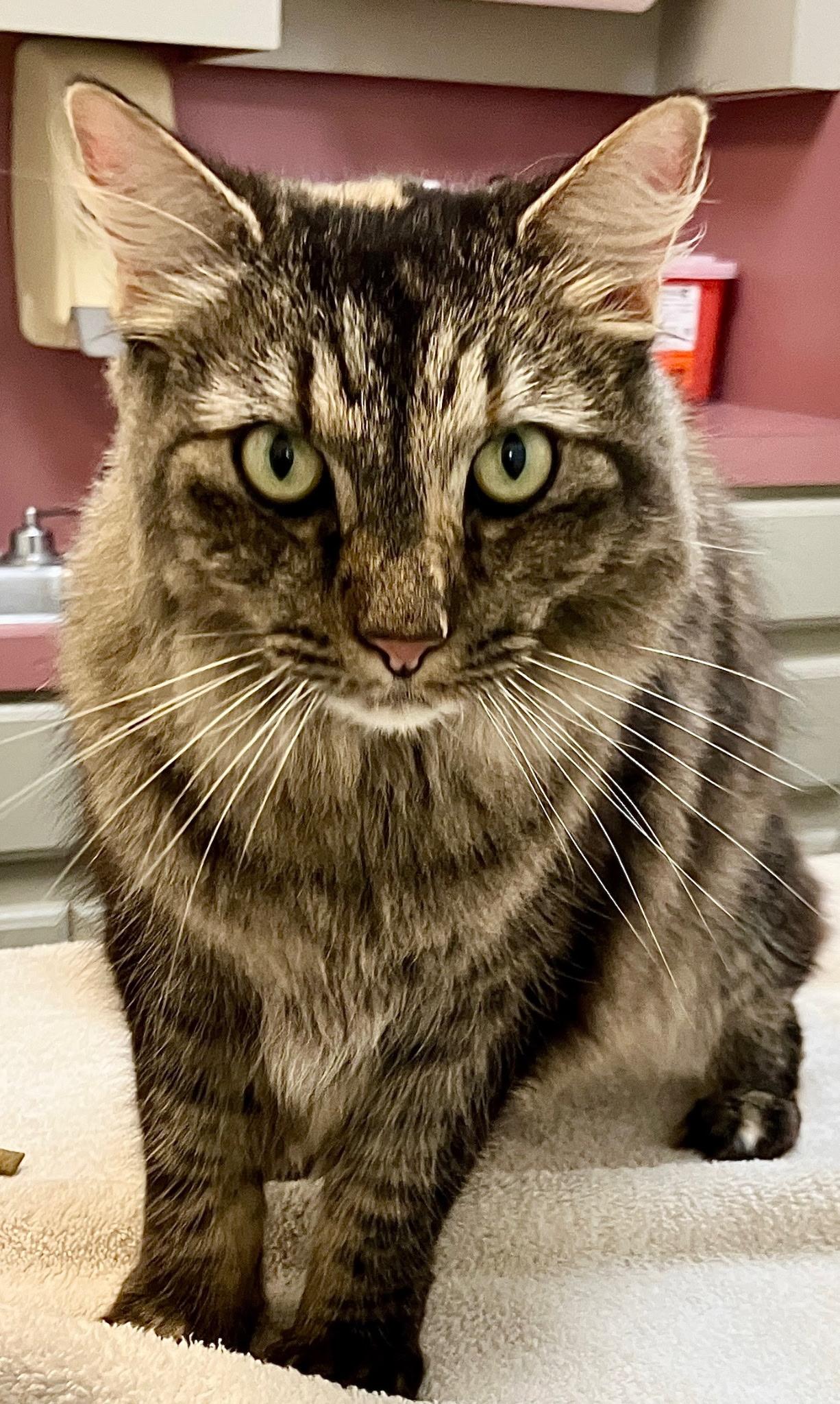 Enlarge Muffit, a Adoptable Domestic Long Hair in Tulsa, OK image 1/4