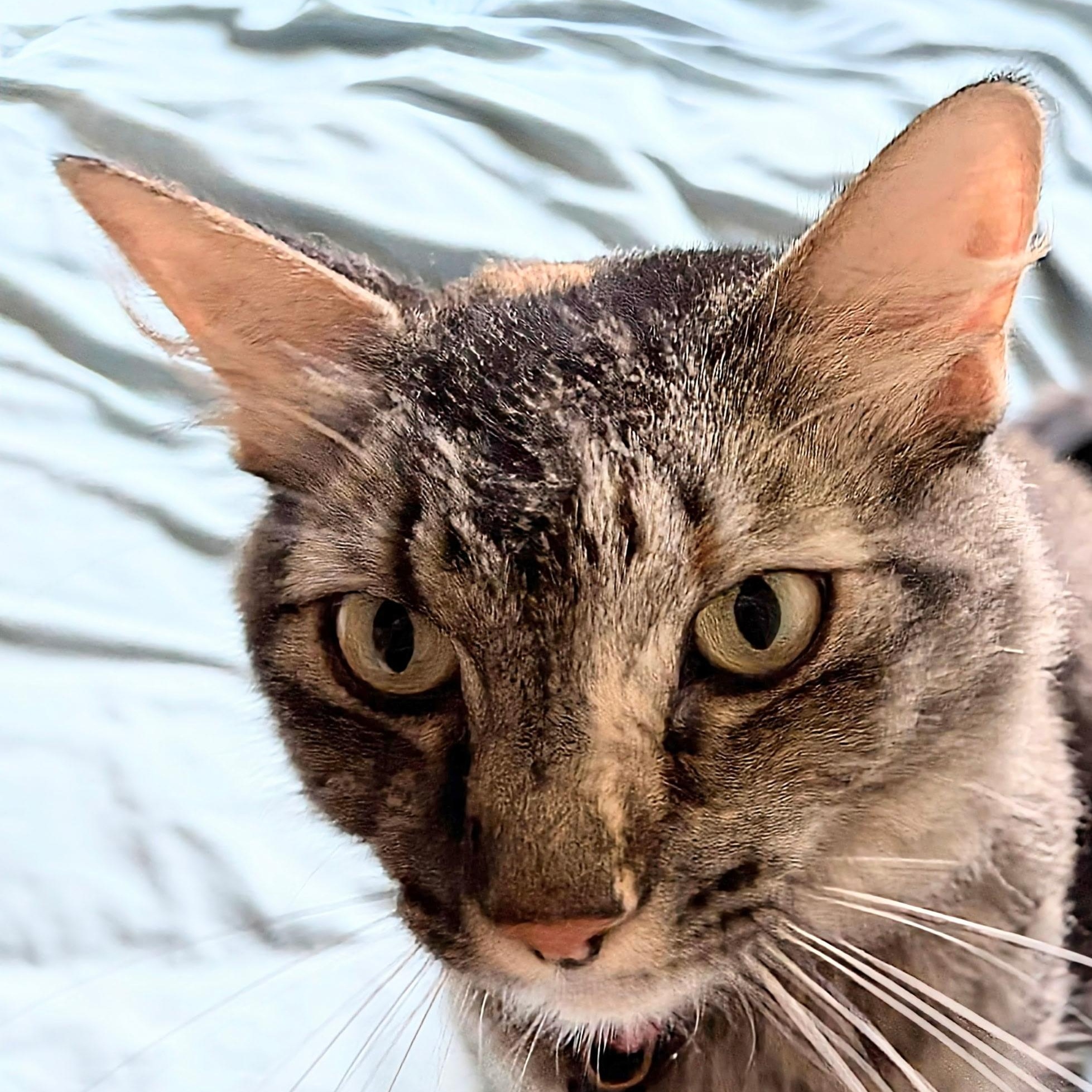 Enlarge Muffit, a Adoptable Domestic Long Hair in Tulsa, OK image 2/4