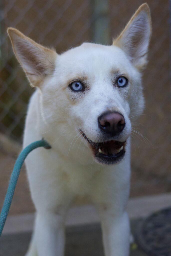 Enlarge Kamron, a Adoptable Siberian Husky in Glendale, AZ image 1/3
