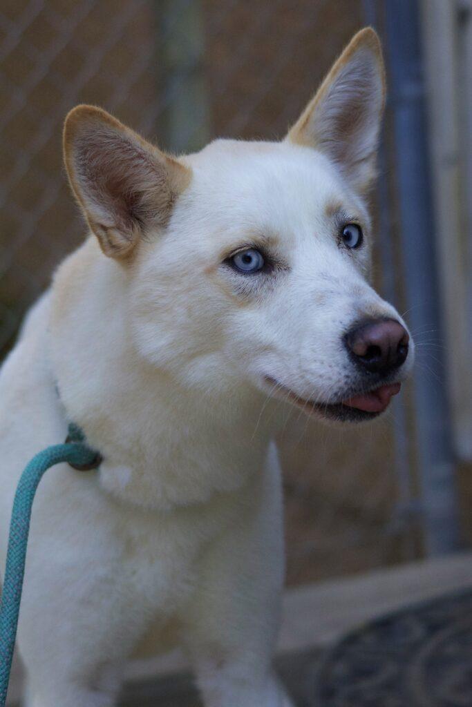 Enlarge Kamron, a Adoptable Siberian Husky in Glendale, AZ image 2/3