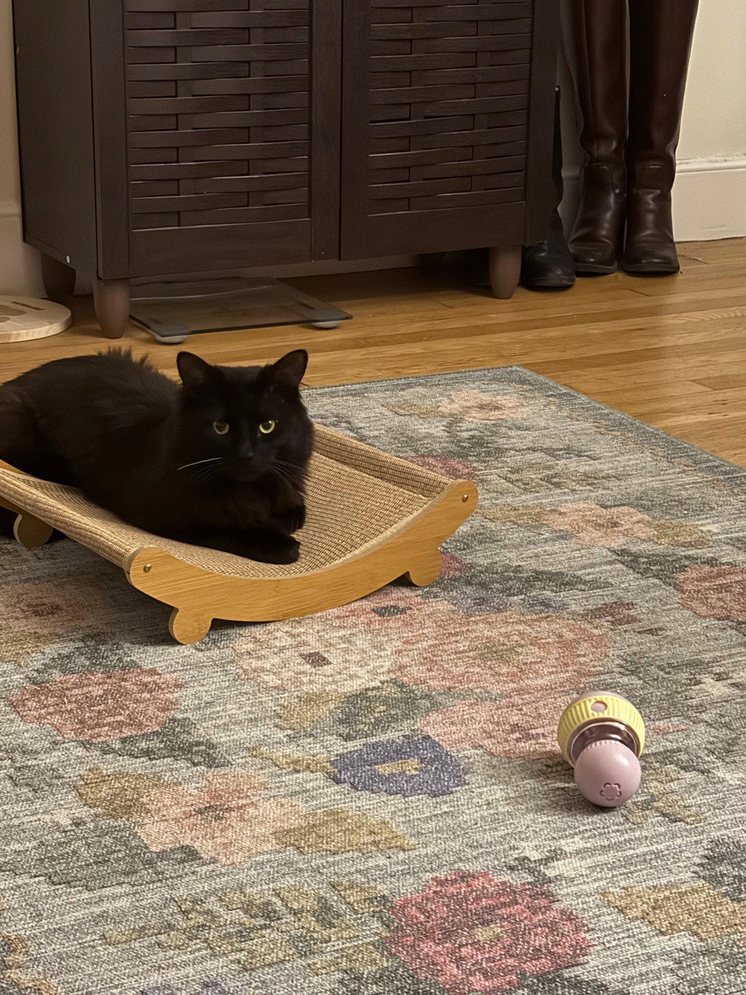 Alaska, Adoptable, Young Male Domestic Long Hair.