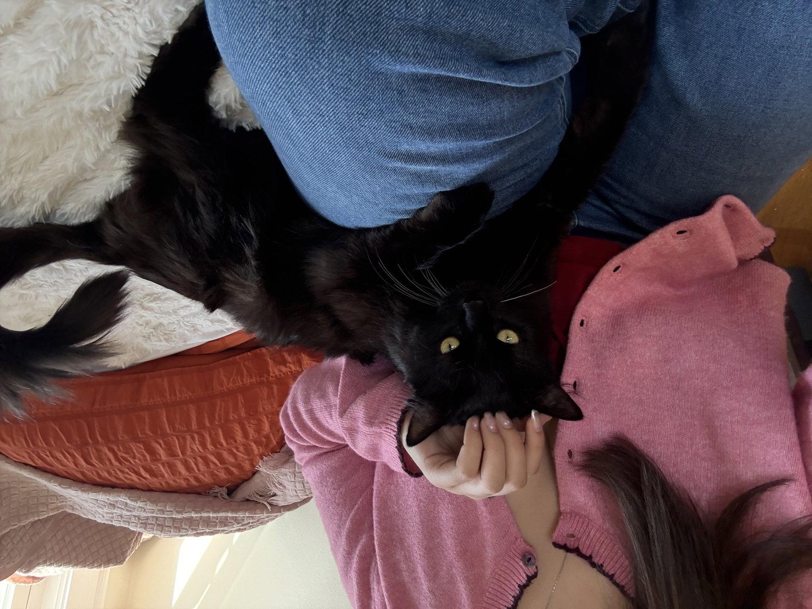 Enlarge Alaska, a Adoptable Domestic Long Hair in Somerville, MA image 2/3