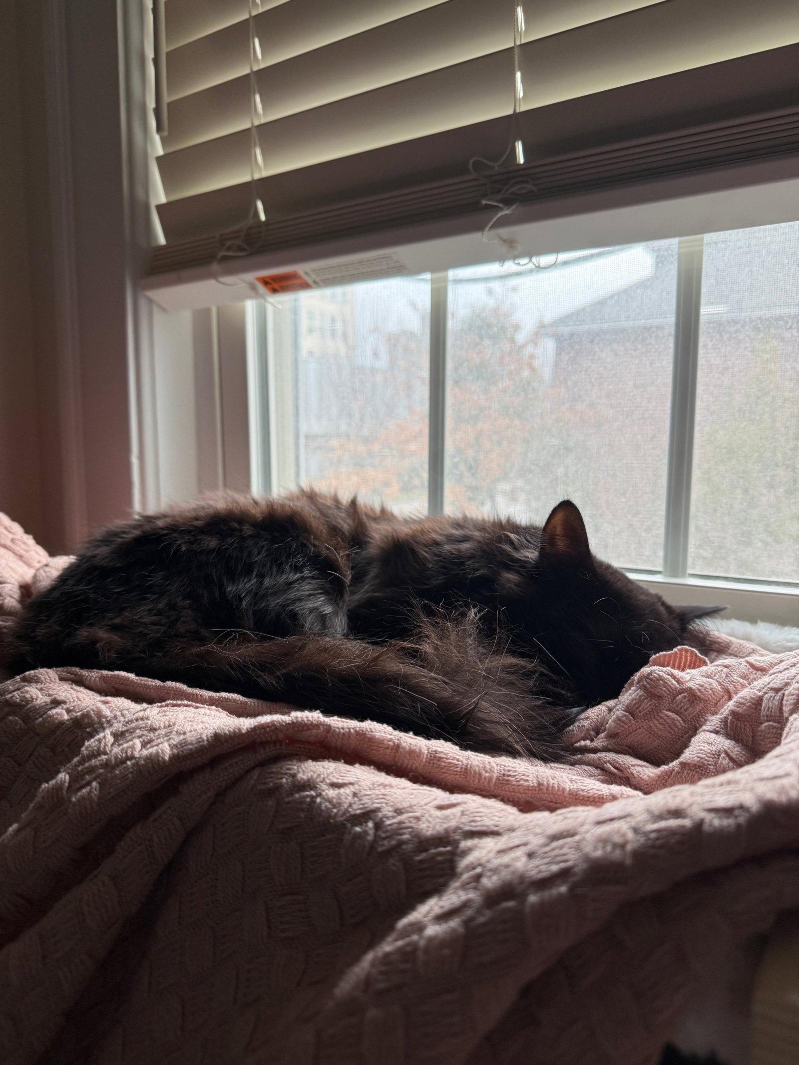 Enlarge Alaska, a Adoptable Domestic Long Hair in Somerville, MA image 3/3