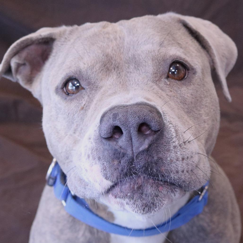 Enlarge Zia, a Adoptable Pit Bull Terrier in Rifle, CO image 1/5