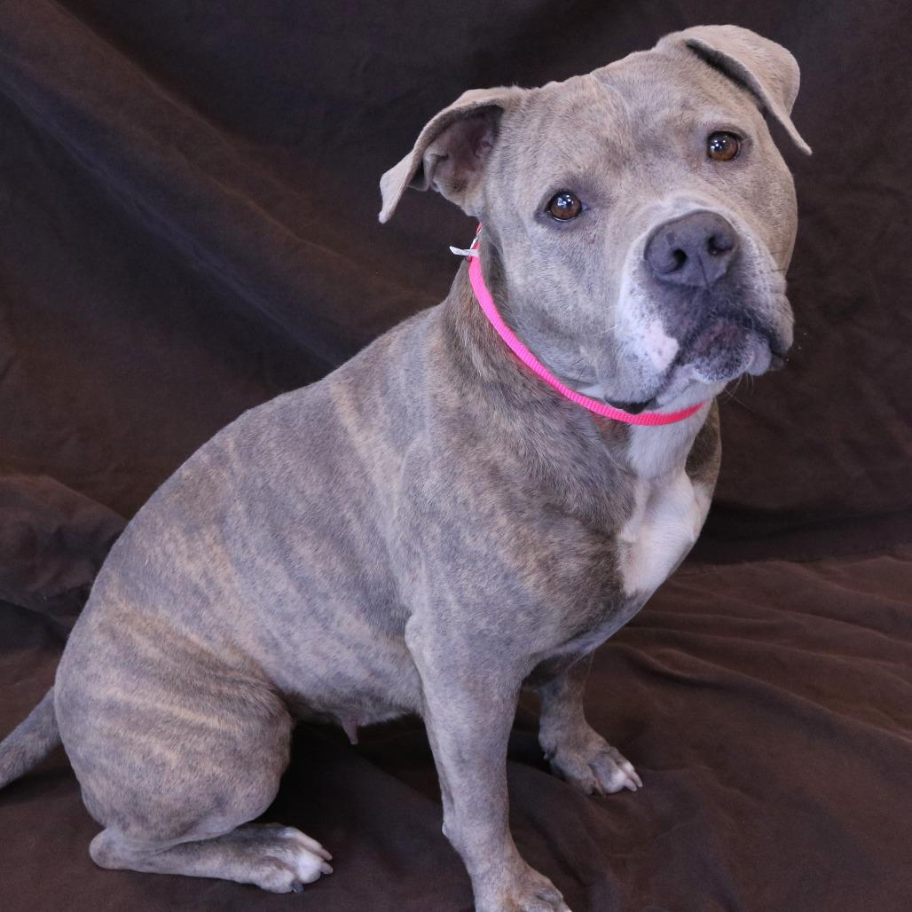 Enlarge Zia, a Adoptable Pit Bull Terrier in Rifle, CO image 2/5