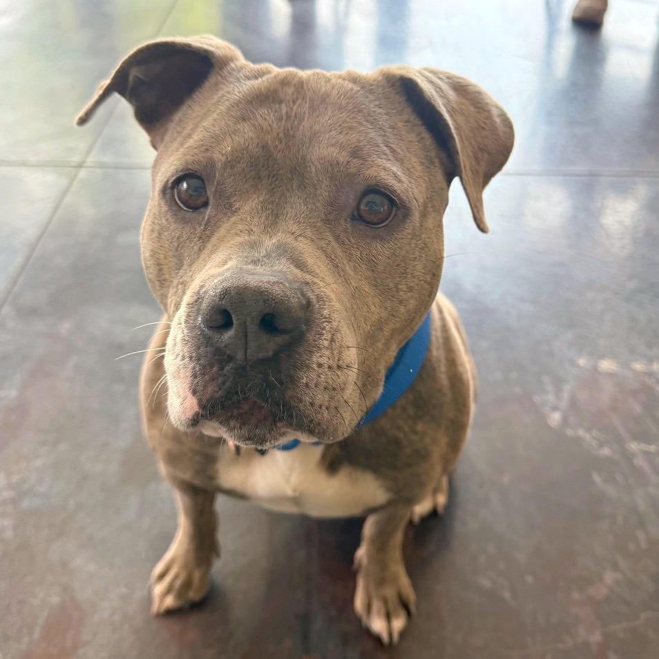 Enlarge Zia, a Adoptable Pit Bull Terrier in Rifle, CO image 3/5