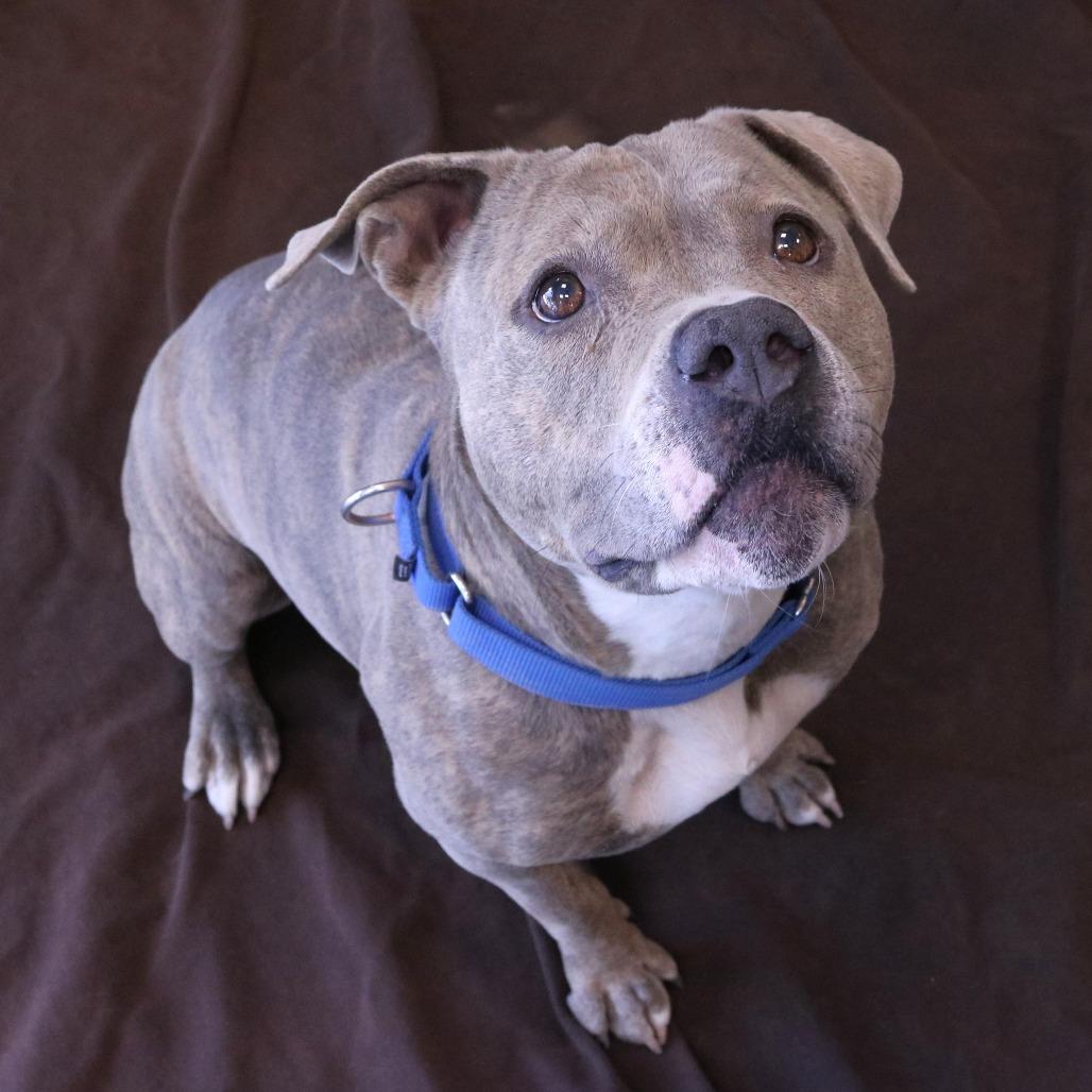 Enlarge Zia, a Adoptable Pit Bull Terrier in Rifle, CO image 4/5