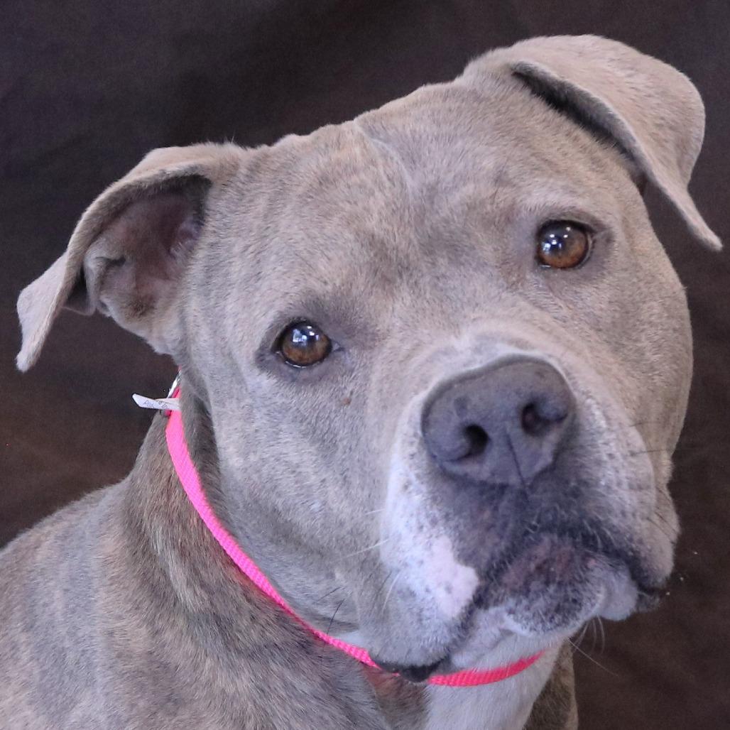 Enlarge Zia, a Adoptable Pit Bull Terrier in Rifle, CO image 5/5