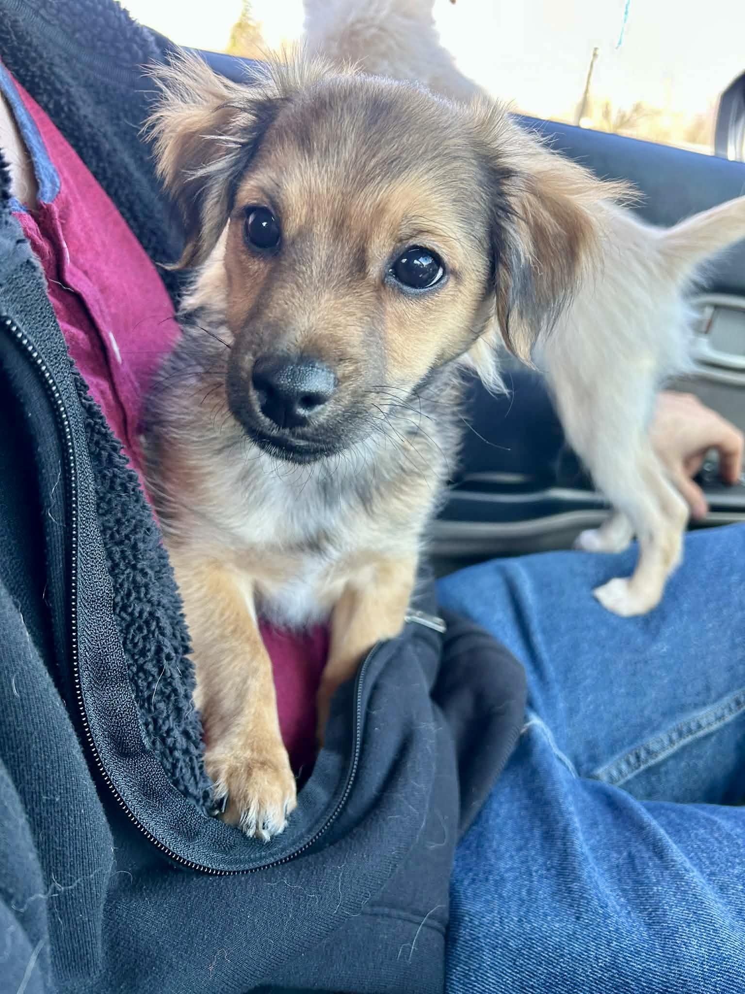 Fudge, adopted, Young Male Chihuahua & Pomeranian.