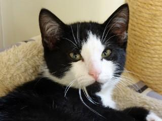 Sidney, ADOPTABLE, Young Male Domestic Short Hair.