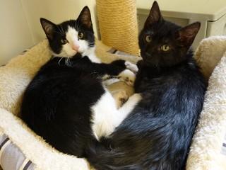 Sidney, a ADOPTABLE mixed breed in Anaconda, MT image 2/2