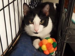 Sidney, a ADOPTABLE mixed breed in Anaconda, MT image 2/5