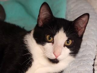 Sidney, a ADOPTABLE mixed breed in Anaconda, MT image 3/5