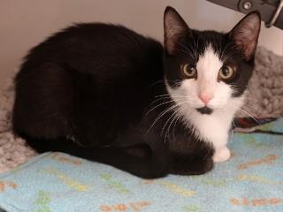 Sidney, a ADOPTABLE mixed breed in Anaconda, MT image 4/5