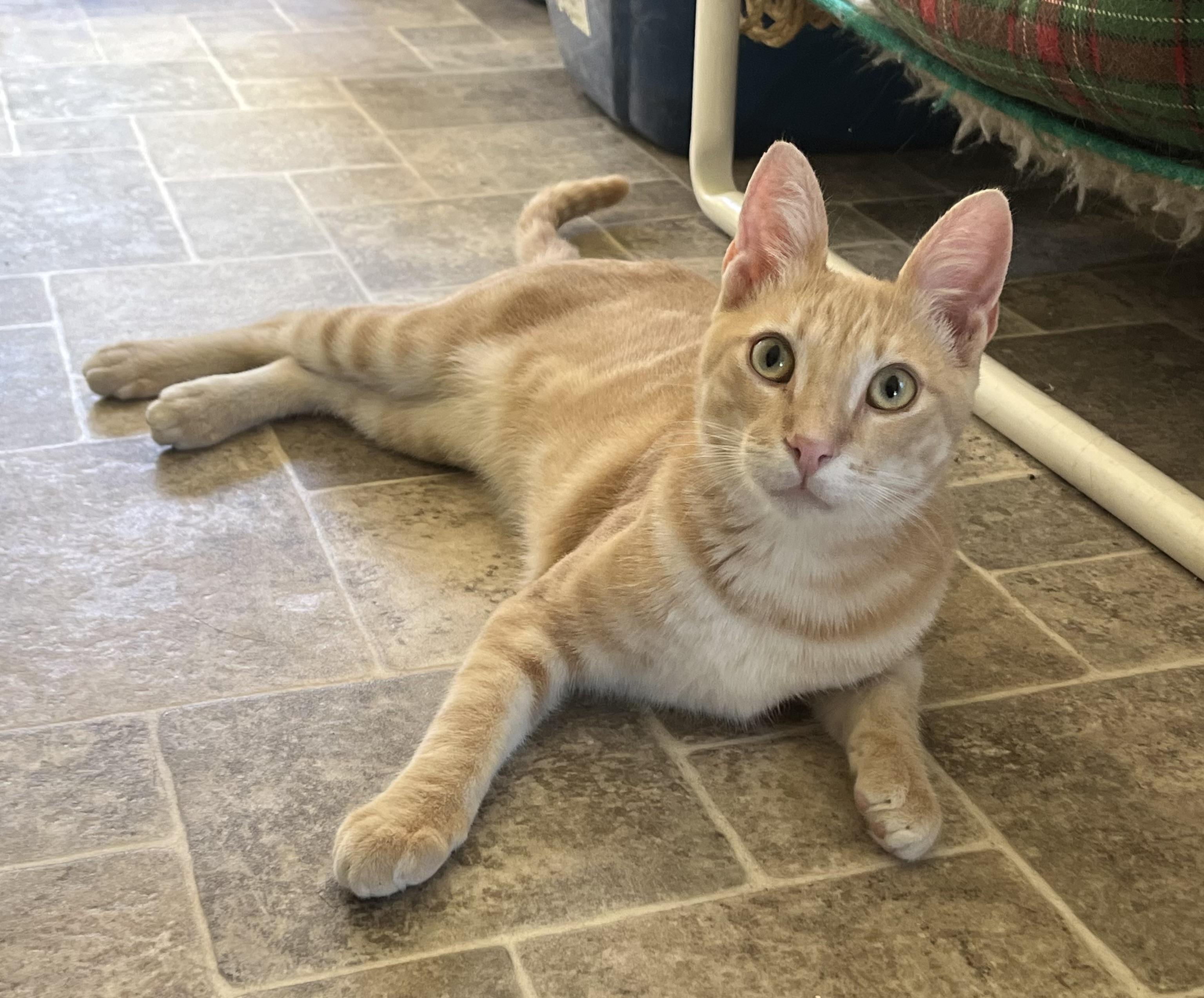 Agave, Adoptable, Young Male Domestic Short Hair.