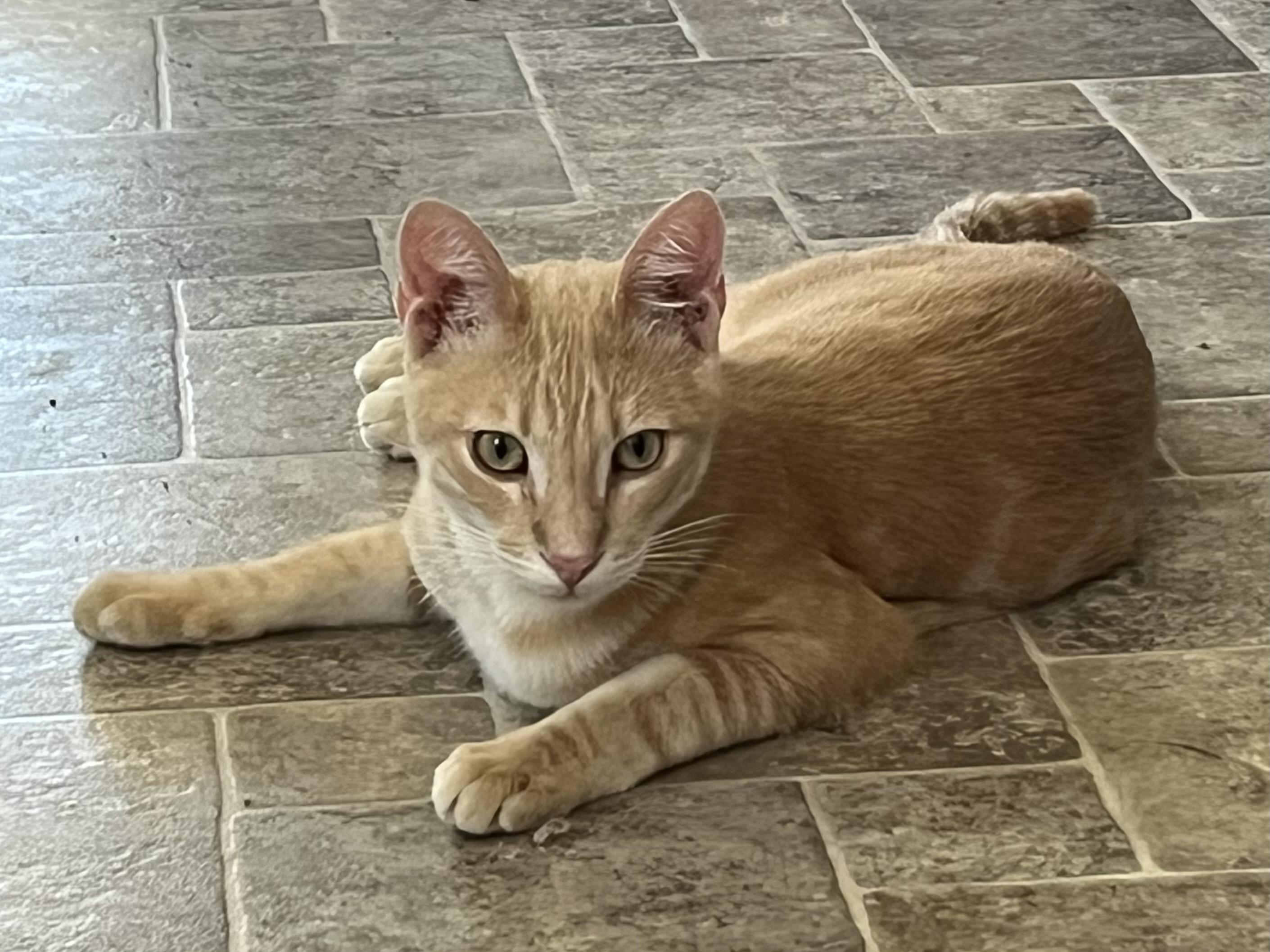 Enlarge Agave, a Adoptable mixed breed in Prescott, AZ image 3/5