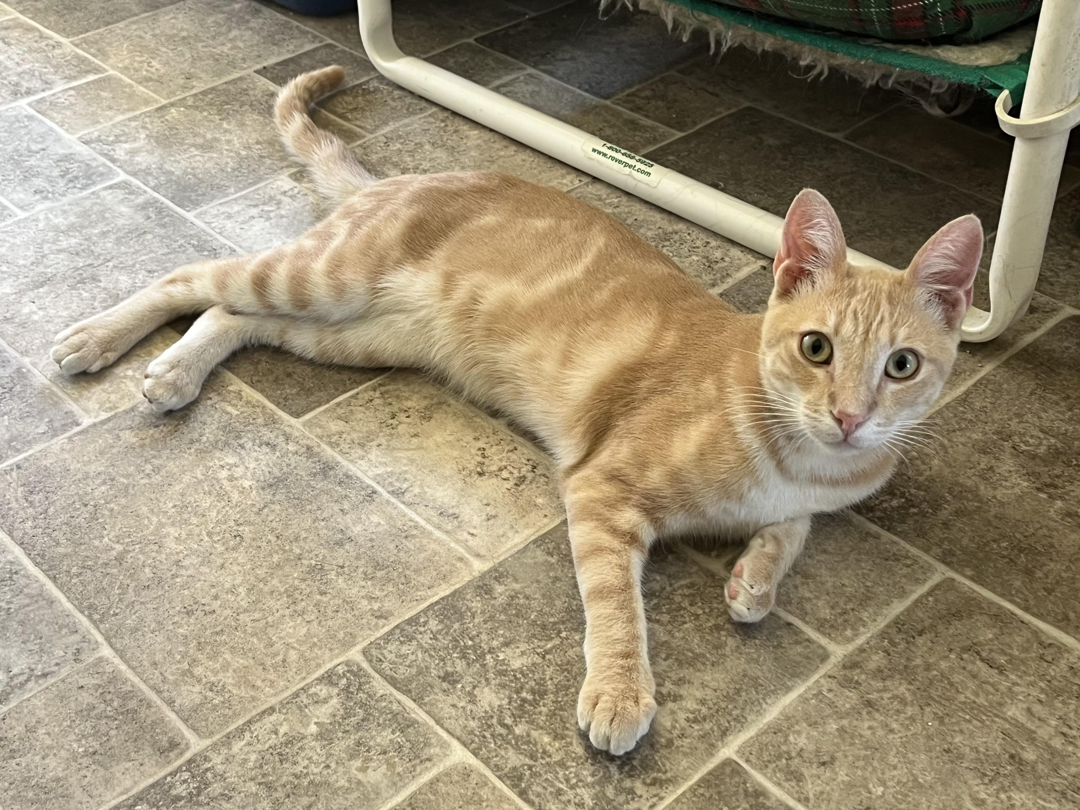 Enlarge Agave, a Adoptable mixed breed in Prescott, AZ image 4/5