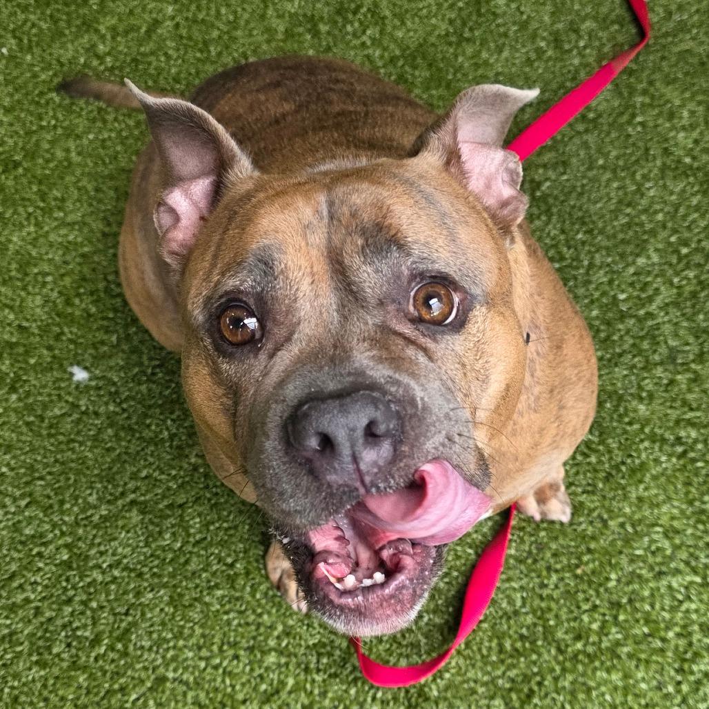 Linda, a Adoptable mixed breed in West Palm Beach, FL image 1/6